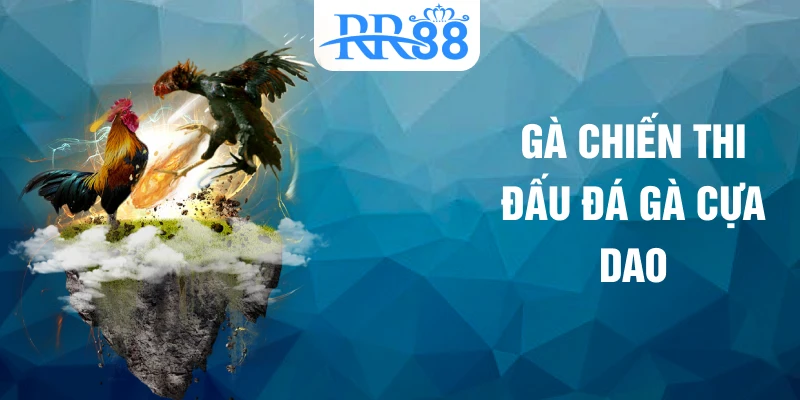 Gà chiến thi đấu đá gà cựa dao