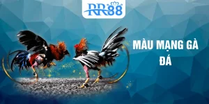 màu mạng gà đá
