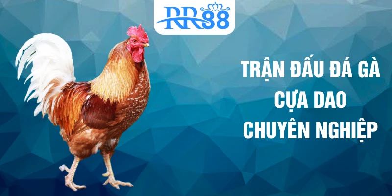 Trận đấu đá gà cựa dao chuyên nghiệp